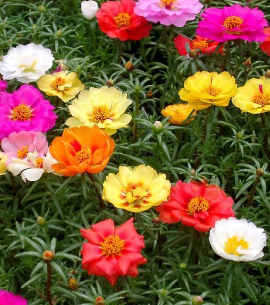 100 Double Mix Moss Rose Bonsai Seeds Flower Perennial Flowers Etsy