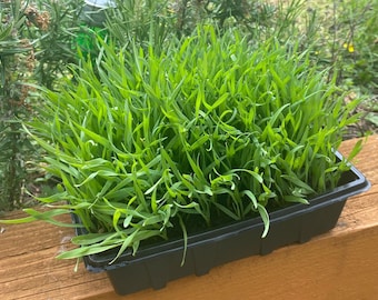 May include: A black plastic tray filled with fresh, green grass sprouts. The tray is sitting on a wooden surface.