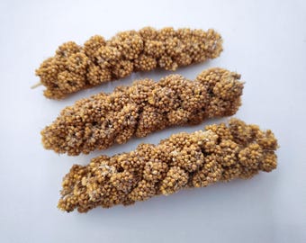 May include: Three brown millet sprays, also known as bird seed, are arranged in a row on a white surface.