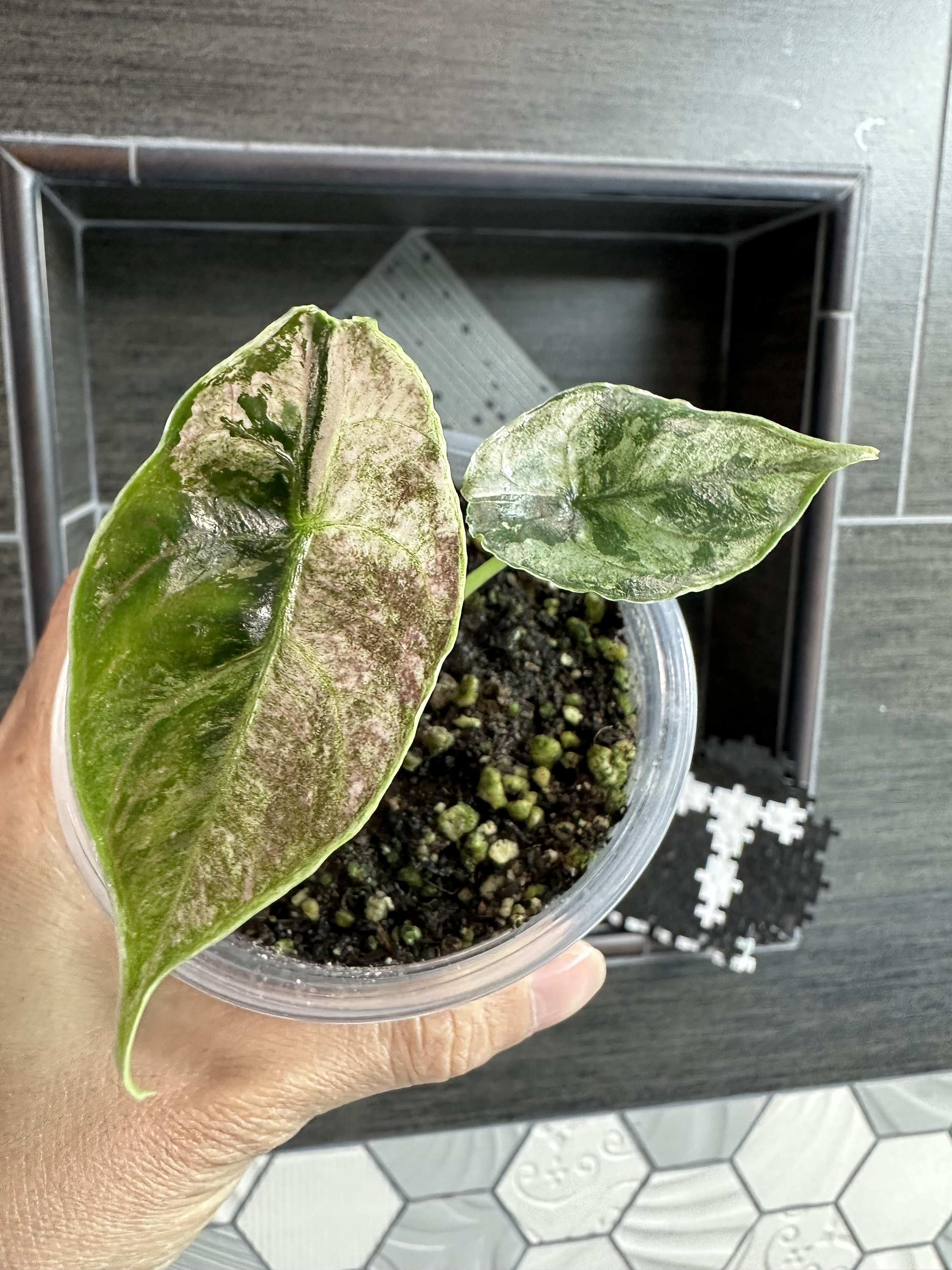 US Seller. 1 Variegated Alocasia Azlanii Pink Variegated. Rare