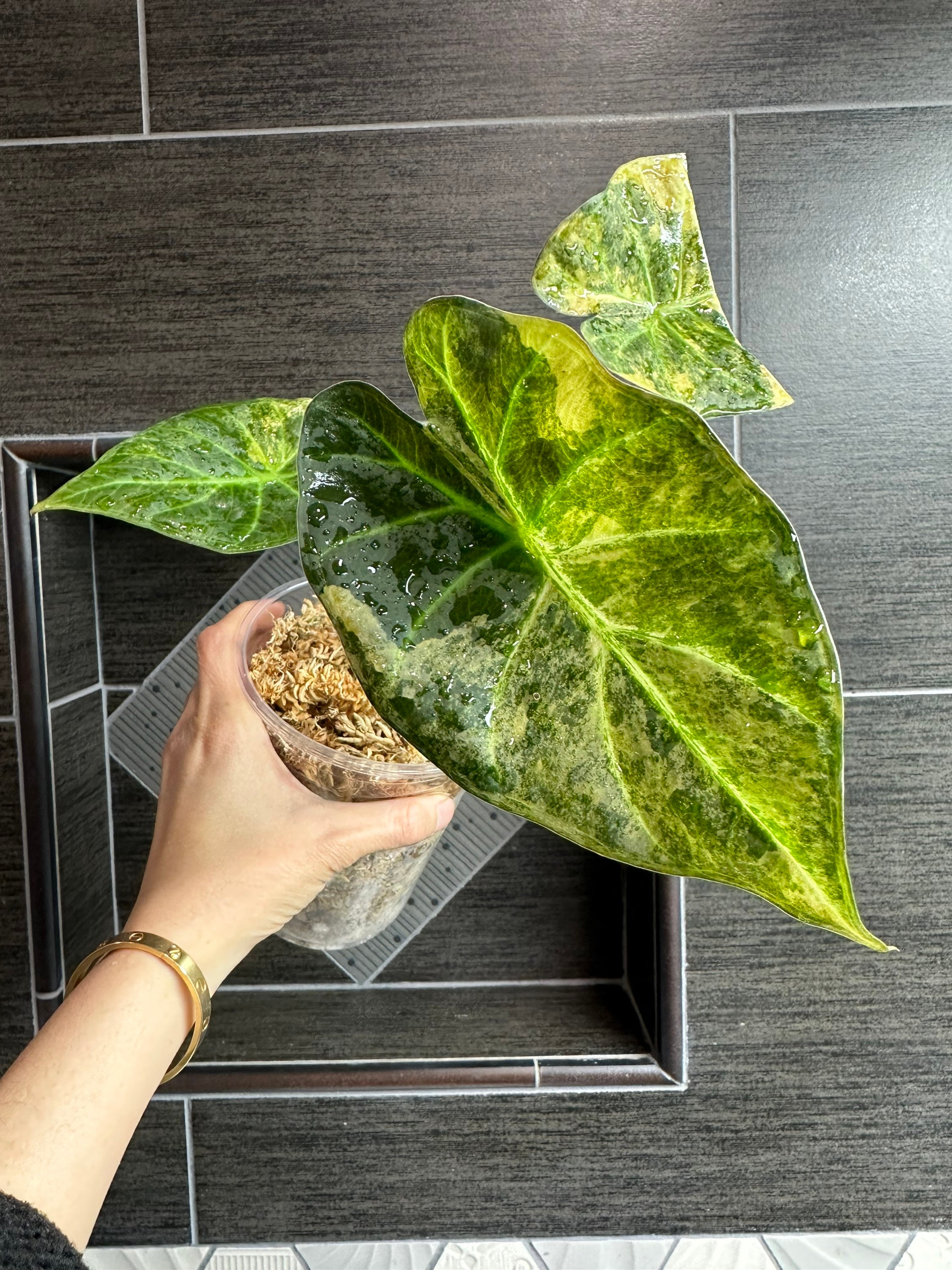 US seller. RARE Variegated Alocasia Regal Shield. - Etsy 日本 US seller. RARE Variegated Alocasia Regal Shield. - Etsy 日本