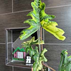 US Seller. 1 Variegated Alocasia Jacklyn Aurea Variegated CORM. - Etsy