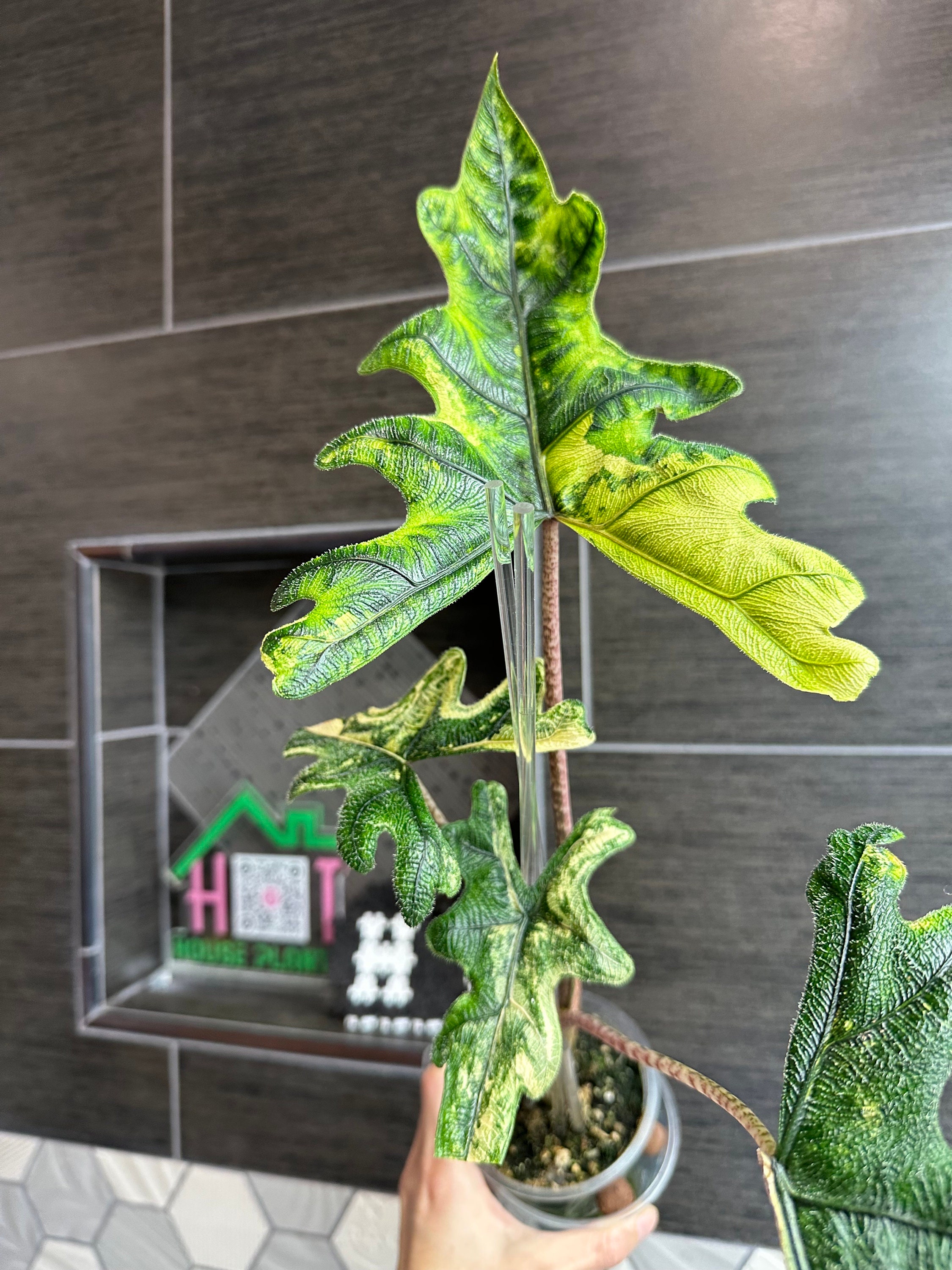 US Seller. 1 Variegated Alocasia Jacklyn Aurea Variegated CORM. - Etsy