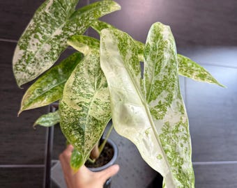 US Seller. 1 Variegated Alocasia Longiloba Thai Con or Galaxy Corm