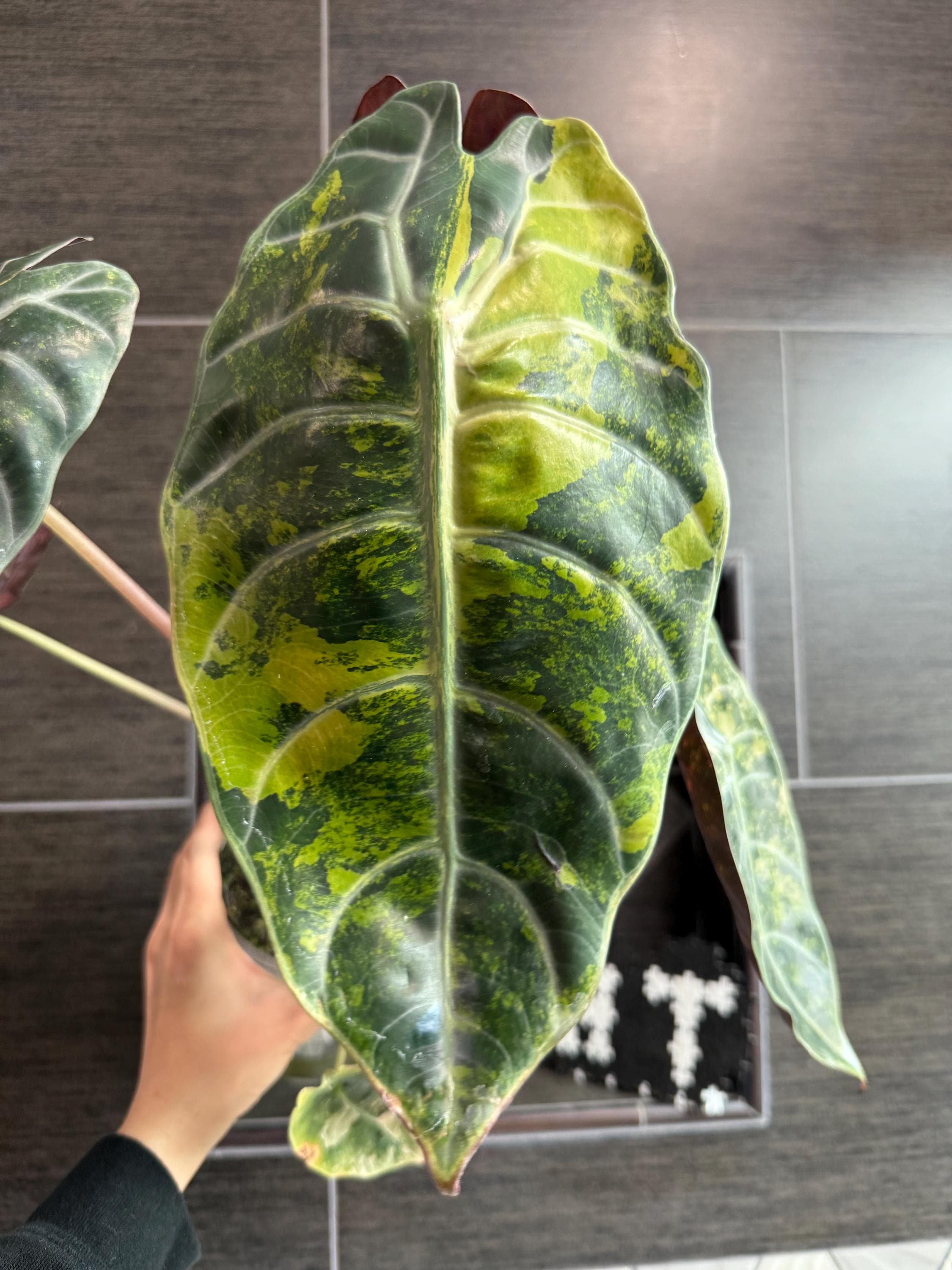 レアグルーヴCompanyia Elèctrica Dharma US Seller. 1 Variegated Alocasia Sedenii Aurea Corm. - Etsy