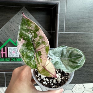 US seller. 1 Variegated Alocasia Plumbae Pink Variegated plant.