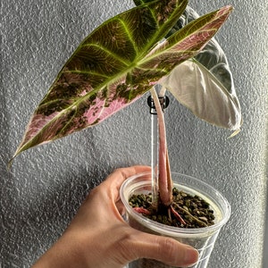 US Seller. 1 Variegated Alocasia Pink Dragon Albo Pink CORM. - Etsy
