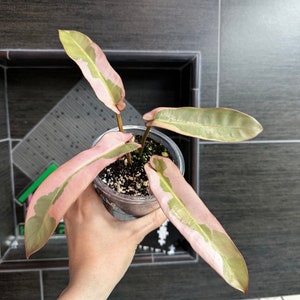 USA SELLER: Highly Variegated Philodendron Atabapoense plant