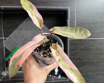 USA SELLER: Highly Variegated Philodendron Atabapoense plant