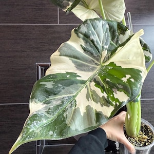 Alocasia Regal Shield Albo Variegated - Etsy