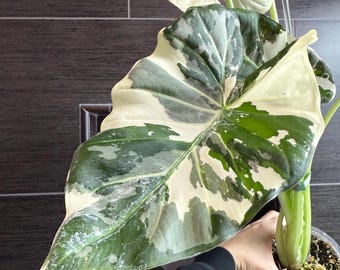 Regal Shield Albo Variegated Alocasia Corm A85 HUGE - Etsy