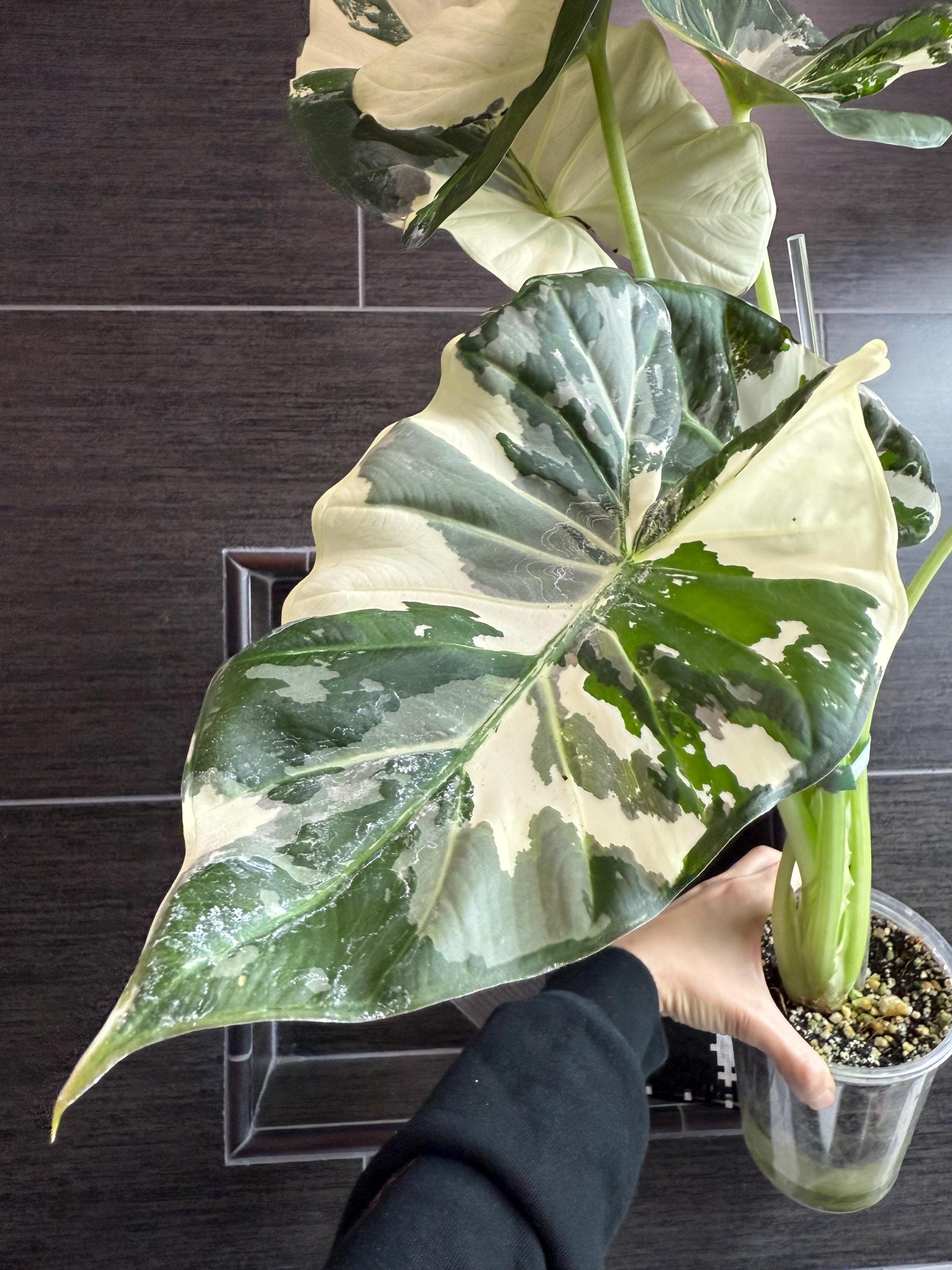 Alocasia Regal Shield Albo Variegated - Etsy