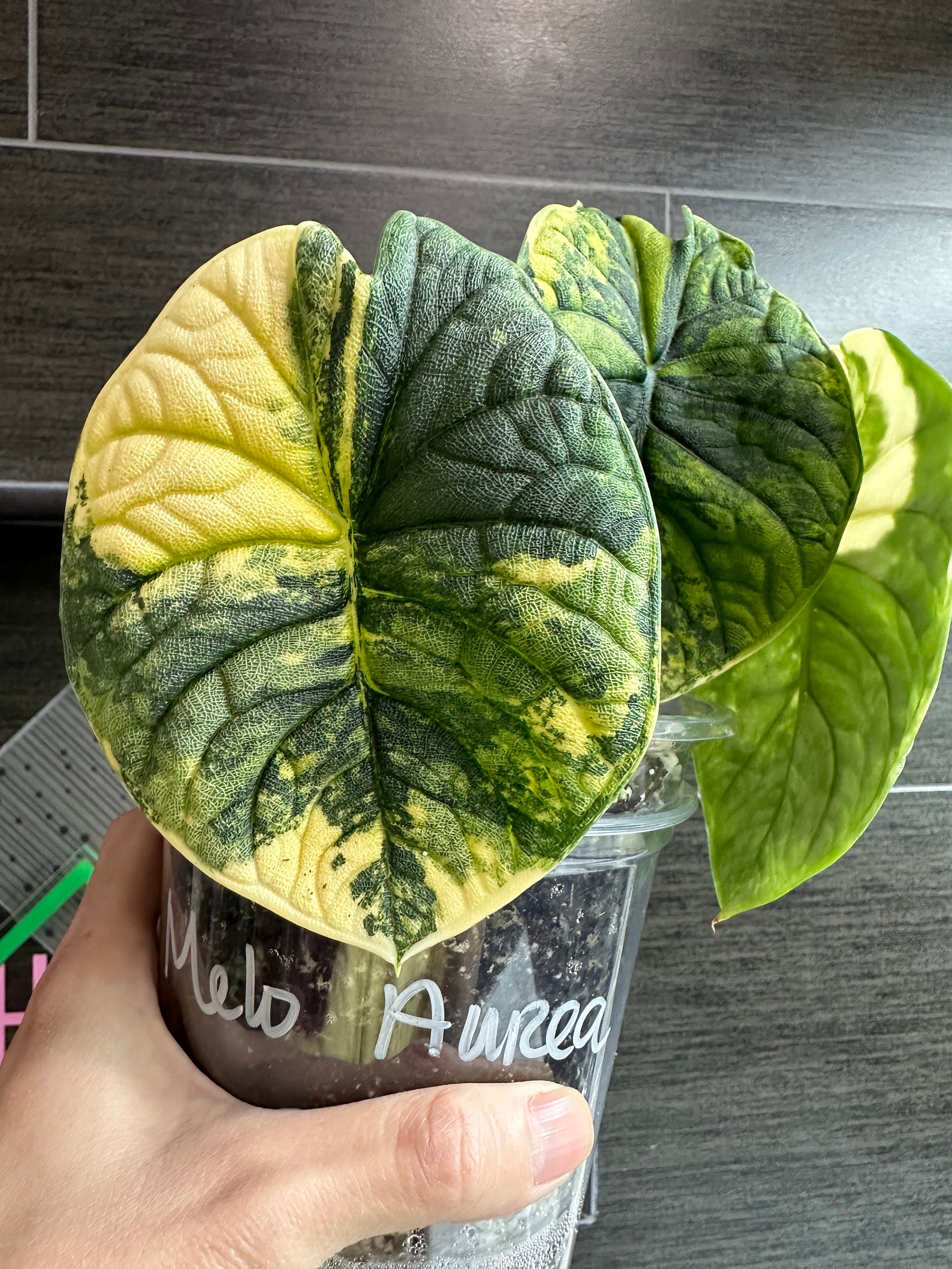 US Seller. 1 Variegated Alocasia Melo Aurea Corm. - Etsy