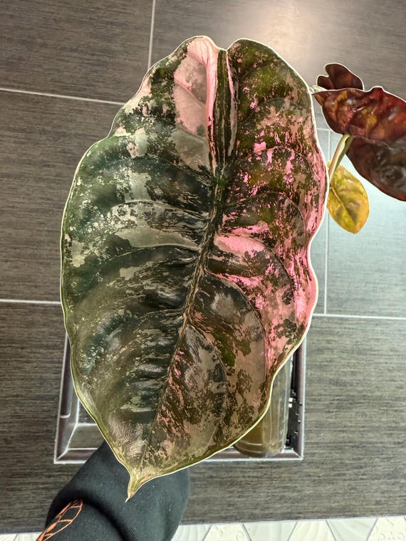 US Seller. 1 Variegated Alocasia Cuprea Pink LATTE Corm. - Etsy