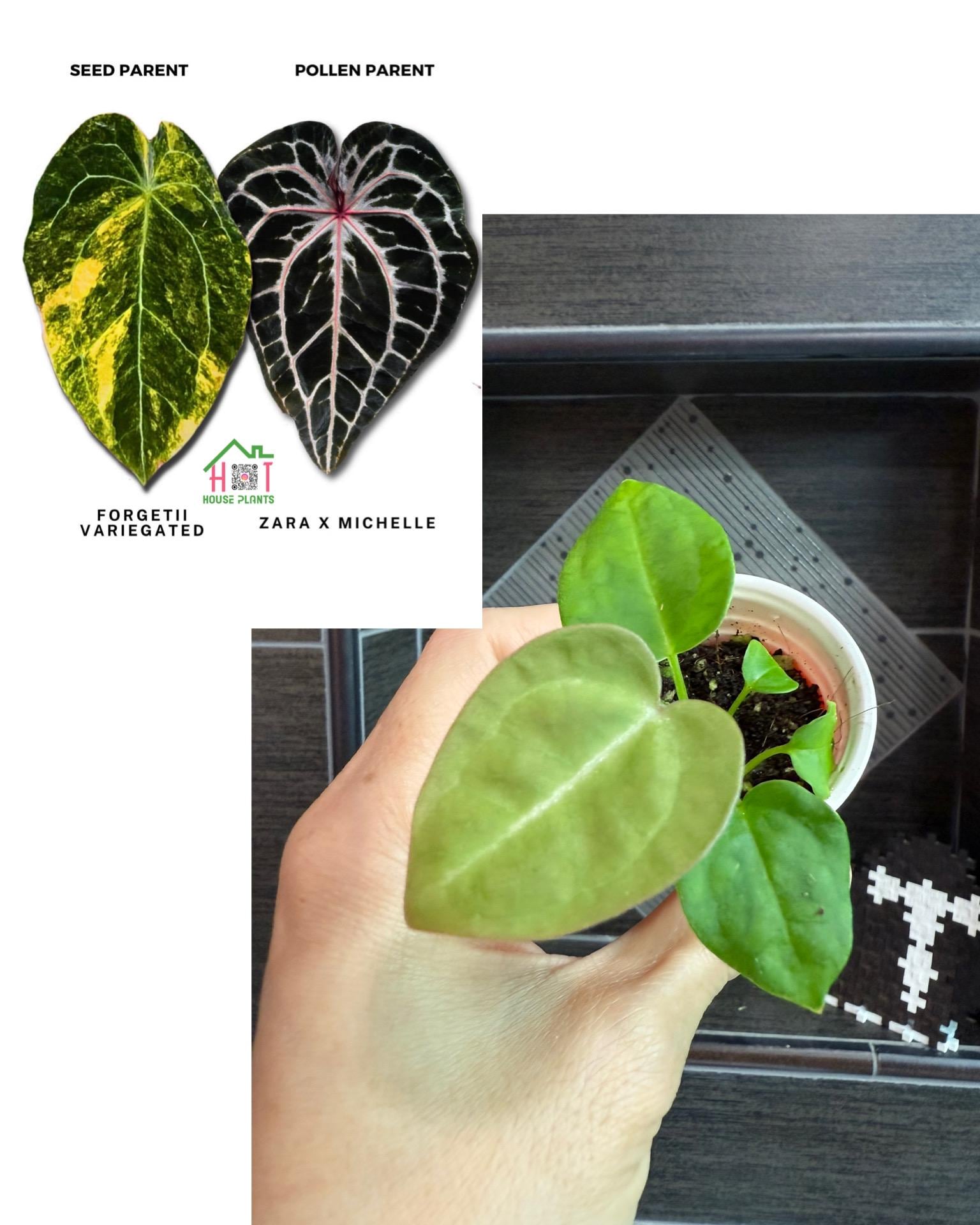 Anthurium Zara X Anthurium Michelle - Etsy