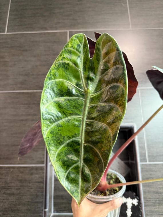 US Seller. 1 Variegated Alocasia Sedenii Aurea Corm. - Etsy