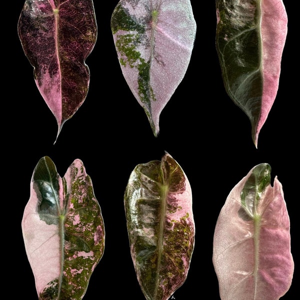 US seller. 1 Variegated Alocasia Amazonica Albo Pink CORM.