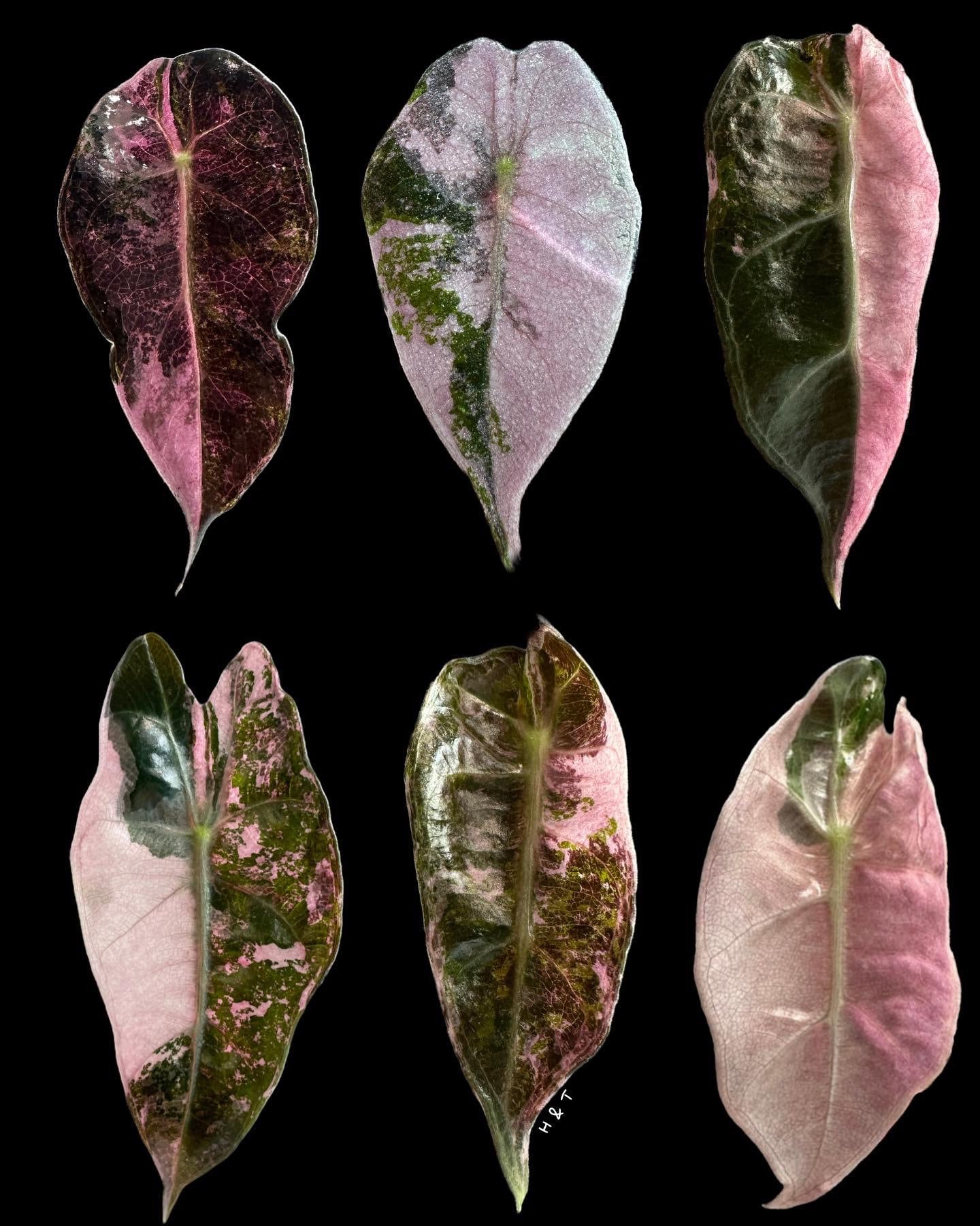 Alocasia Amazonica Polly Pink varigated③ Alocasia Amazonica Polly