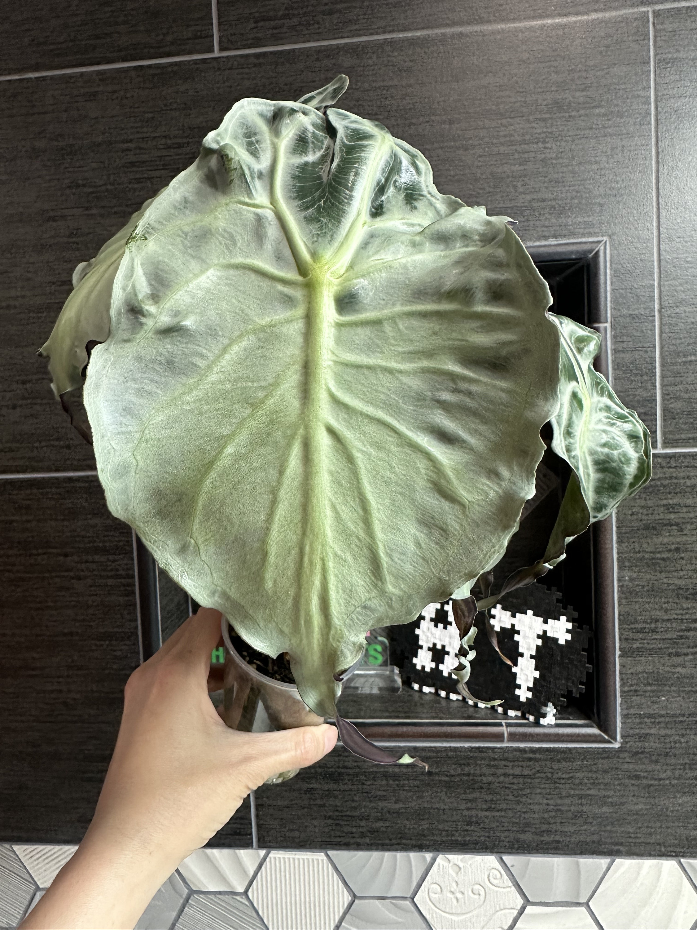US Seller. 1 Alocasia Venom Plant Corm. - Etsy