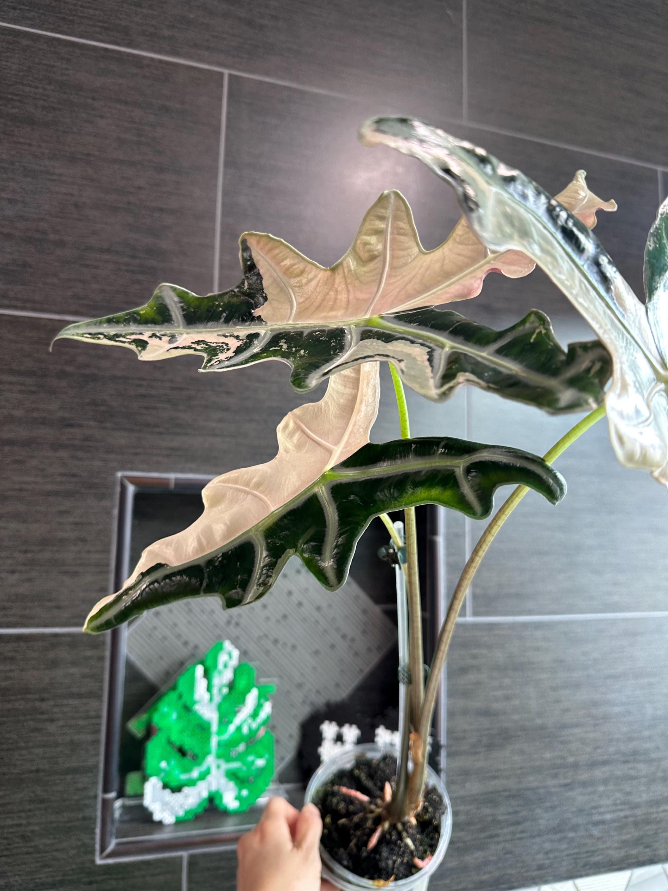 アロカシア ノビリス ピンク“K” ② frome Mason 1 Variegated Alocasia “nobilis” K Version Pink Variegated