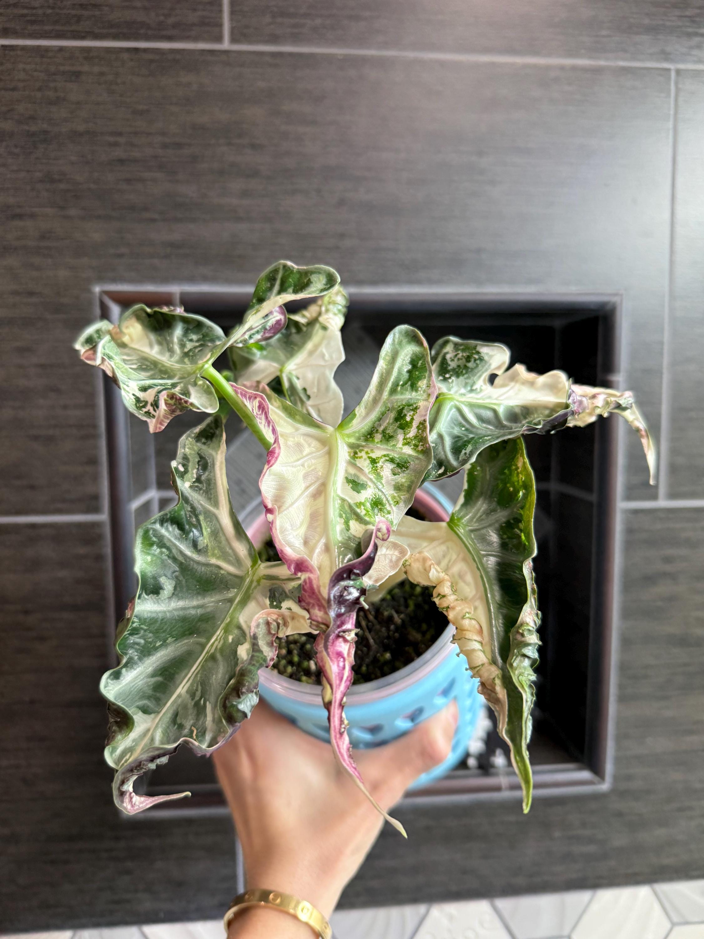 Alocasia Pink Variegated Pink - Etsy