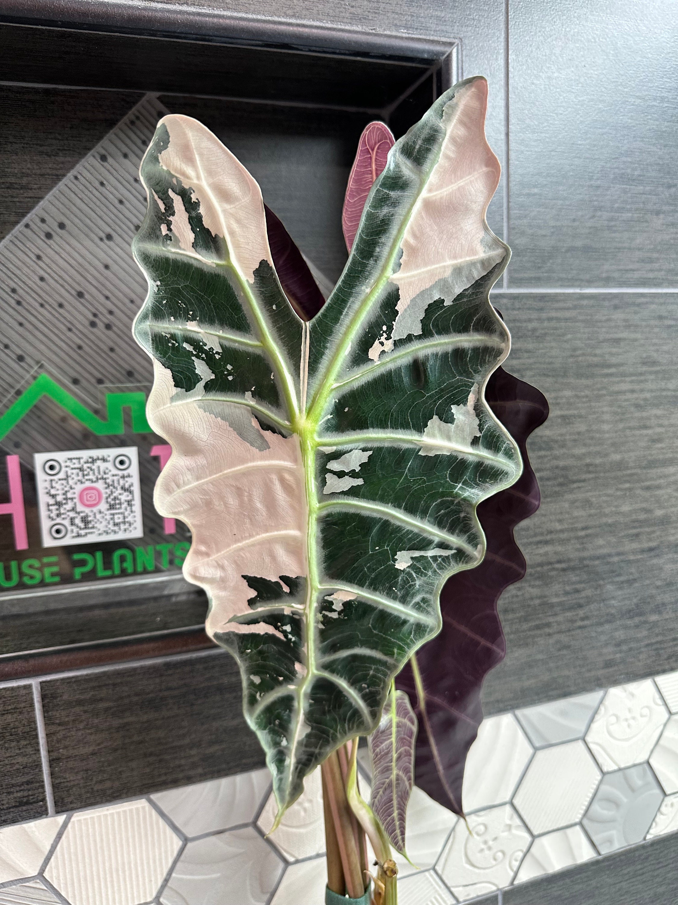 US Seller. 1 Alocasia Sanderiana Pink Variegated Corm. - Etsy