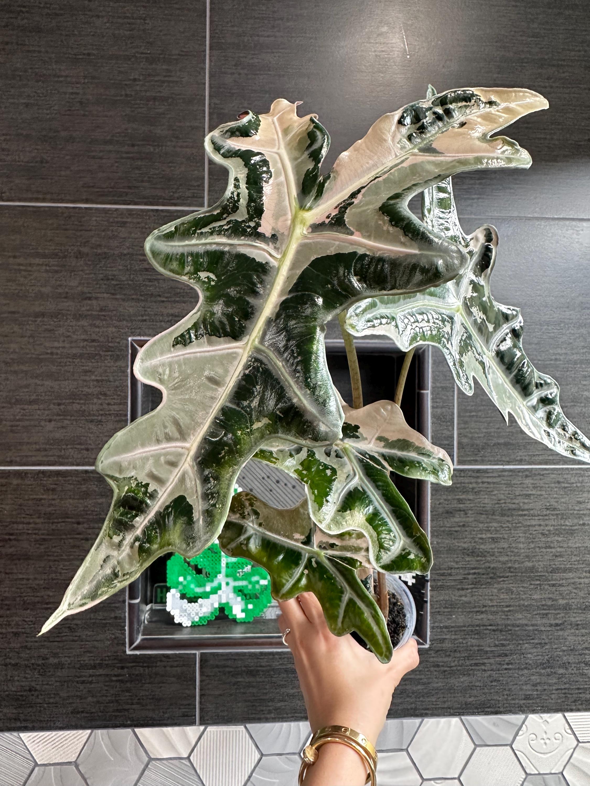 アロカシア ノビリス ピンク“K” ② frome Mason アロカシア ノビリス