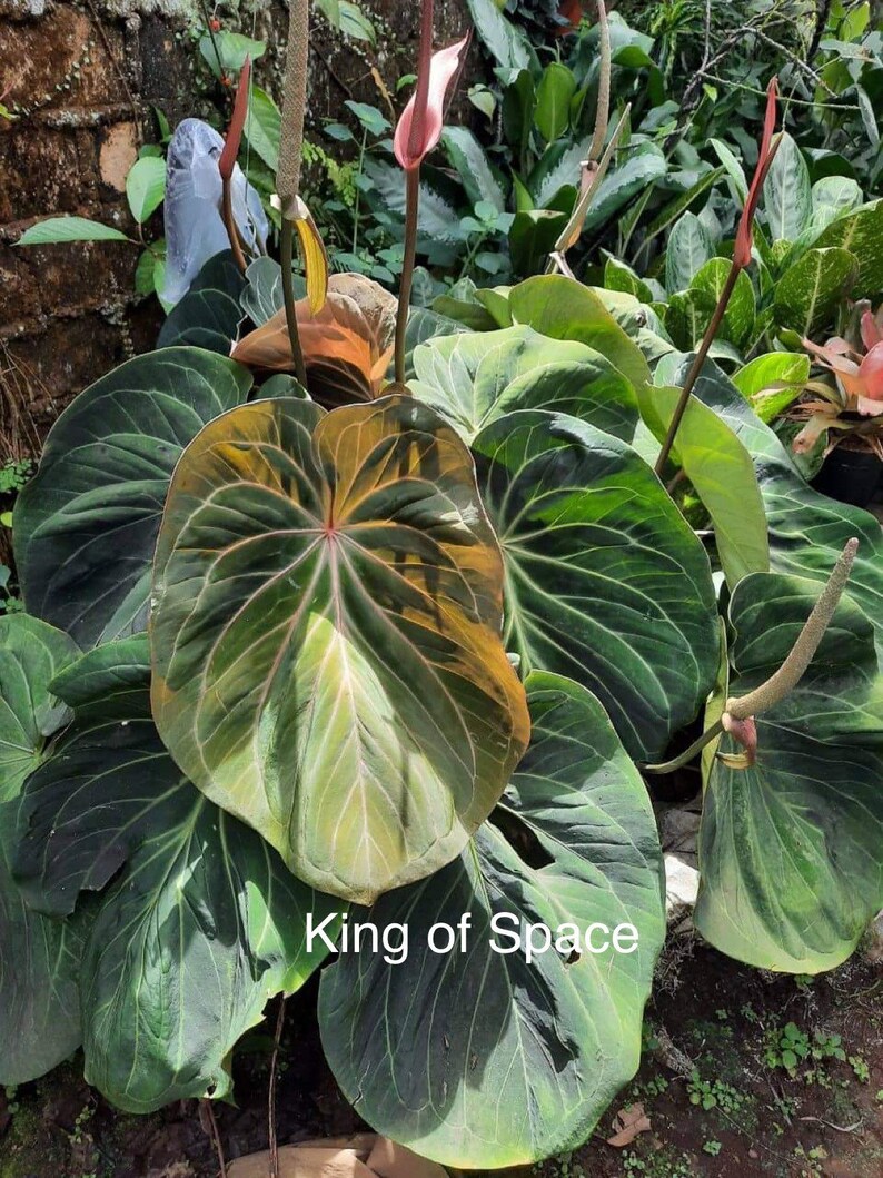 US Seller. Anthurium King of Spades. Mr Hu Seedling 5 Etsy