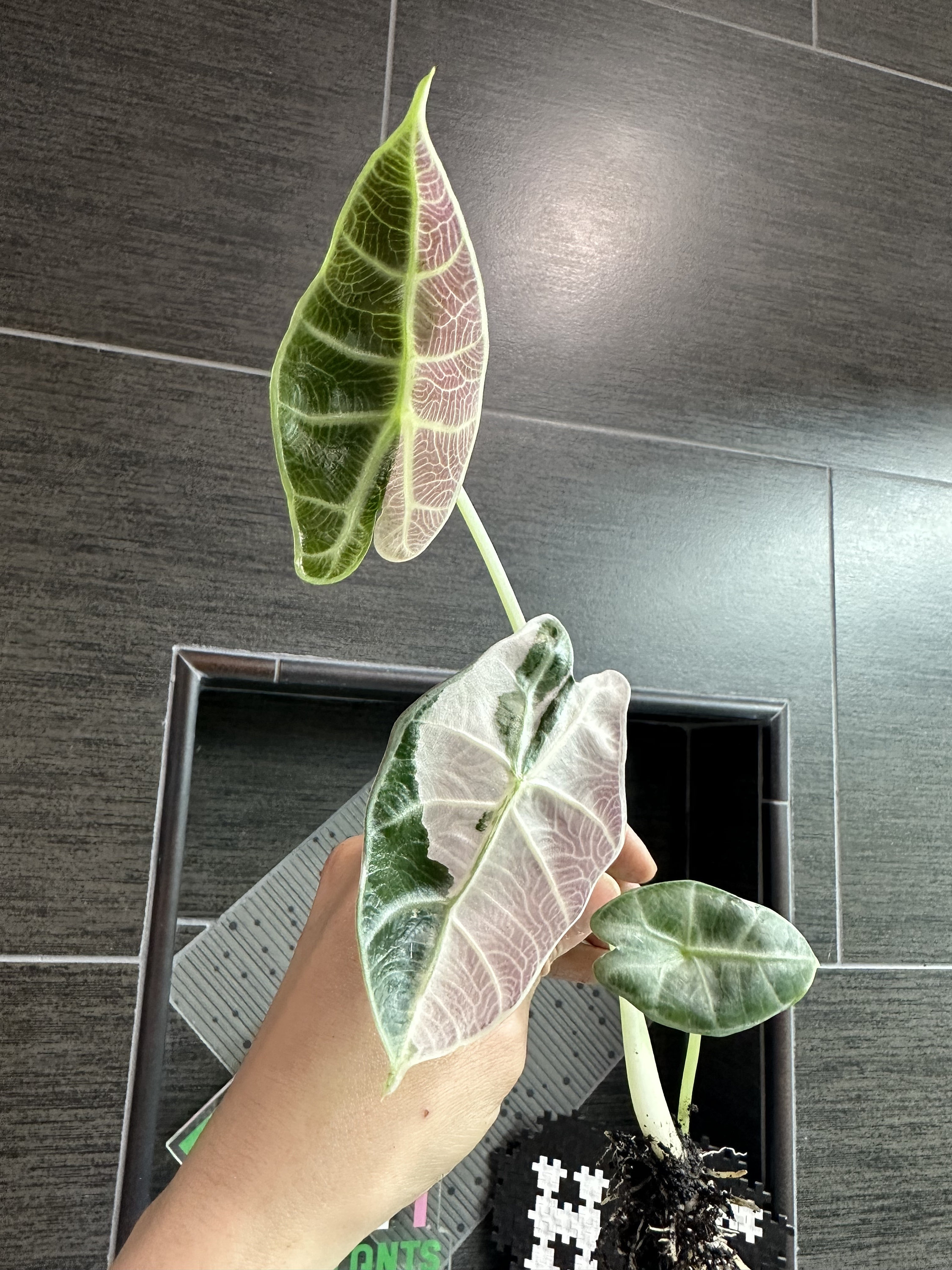 メロン　アクタスボード Luxury Vinyl ADURA®Rigid Baltic Stone Storm RRP450 | Mannington