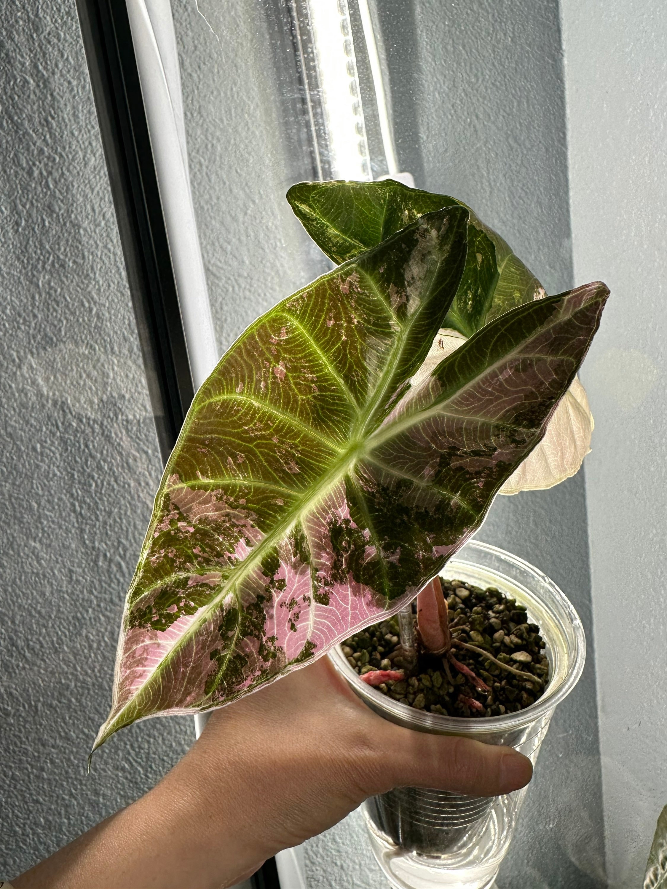 Alocasia Variegated Pink | TikTok