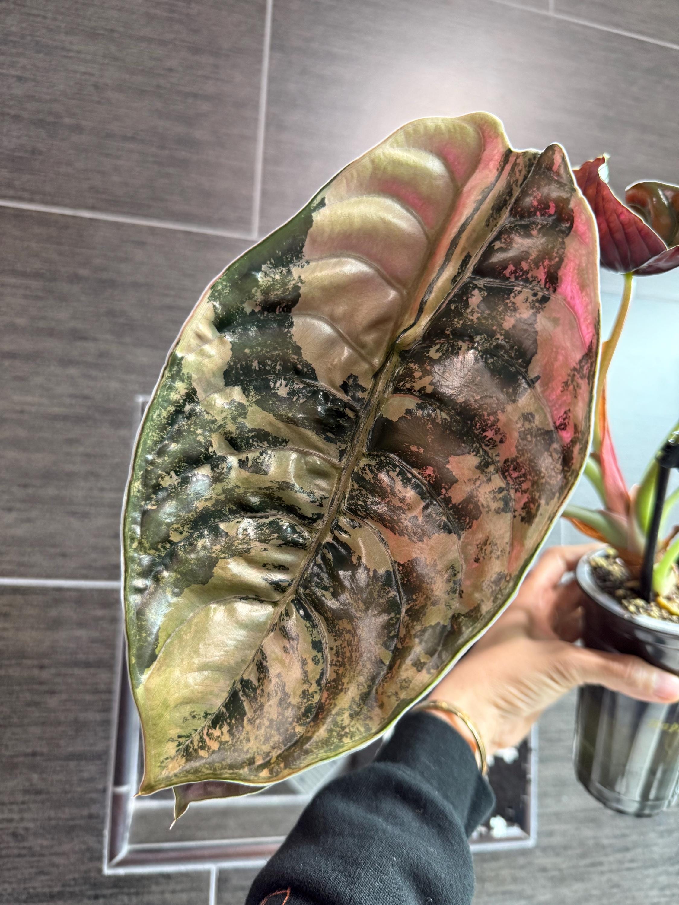künstlicher honig Banane im Honig 250g