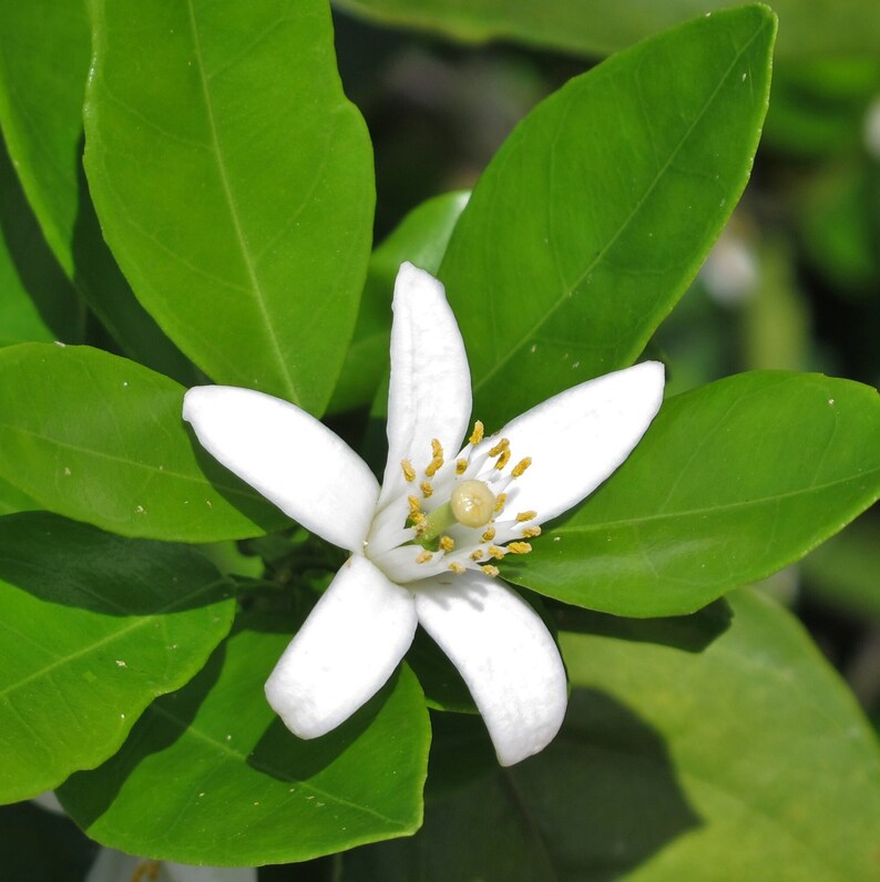 Pure Orange Blossom Essential Oil Etsy