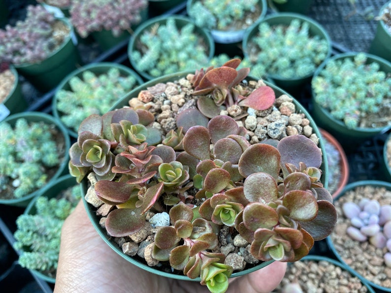 Sedum Tetractinum /'Coral Reef/'