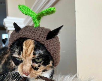 female cat accessories