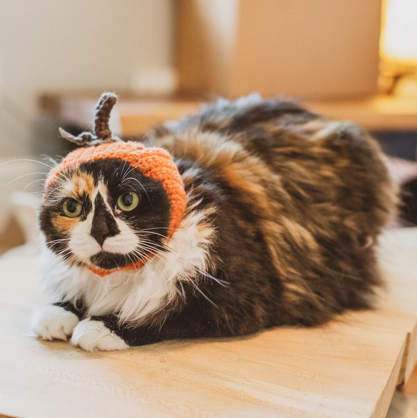 Cat in pumpkin costume 2025