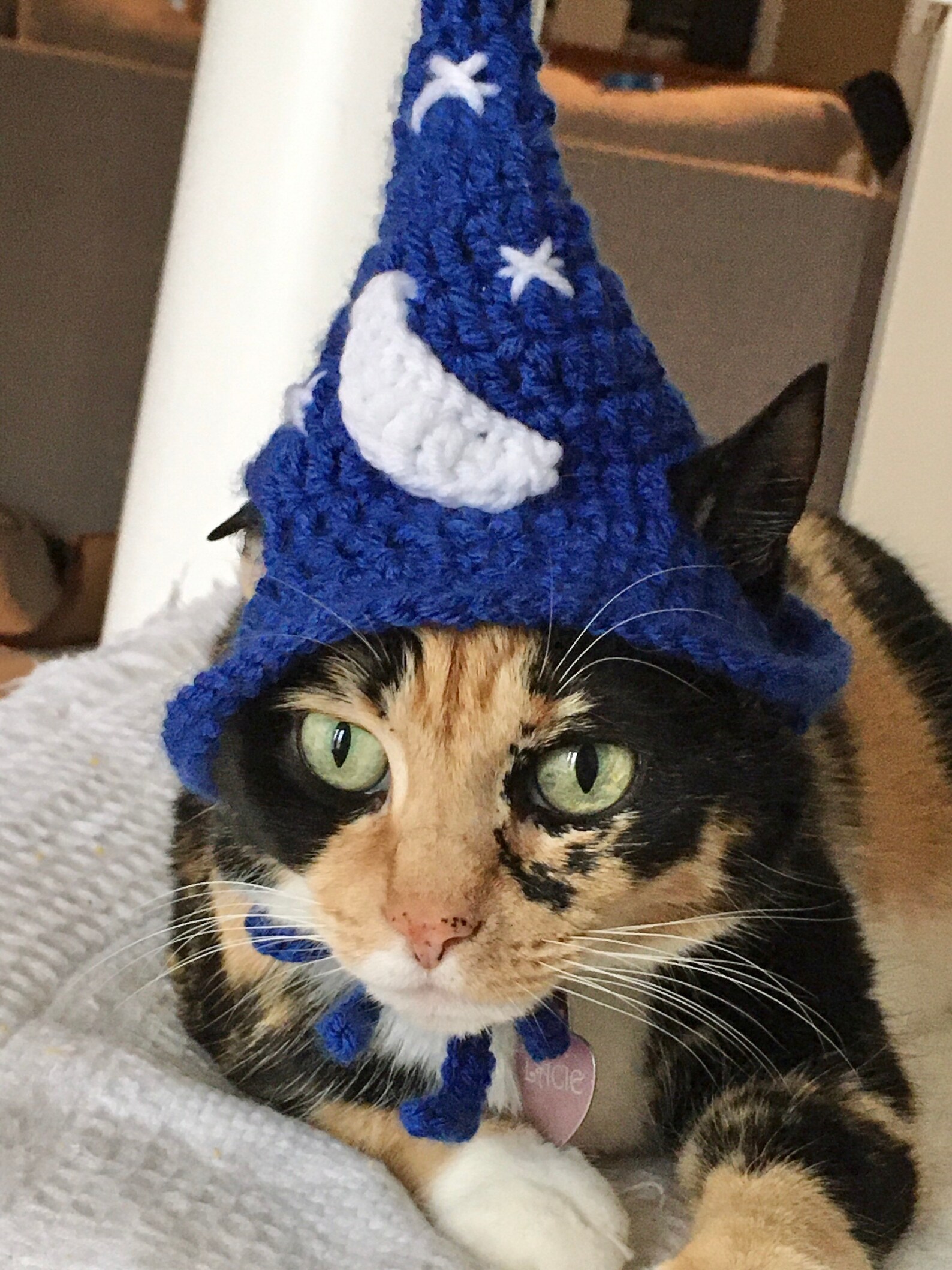 Cat wizard hat cat hat cat costumes pet clothings pet supplies Etsy