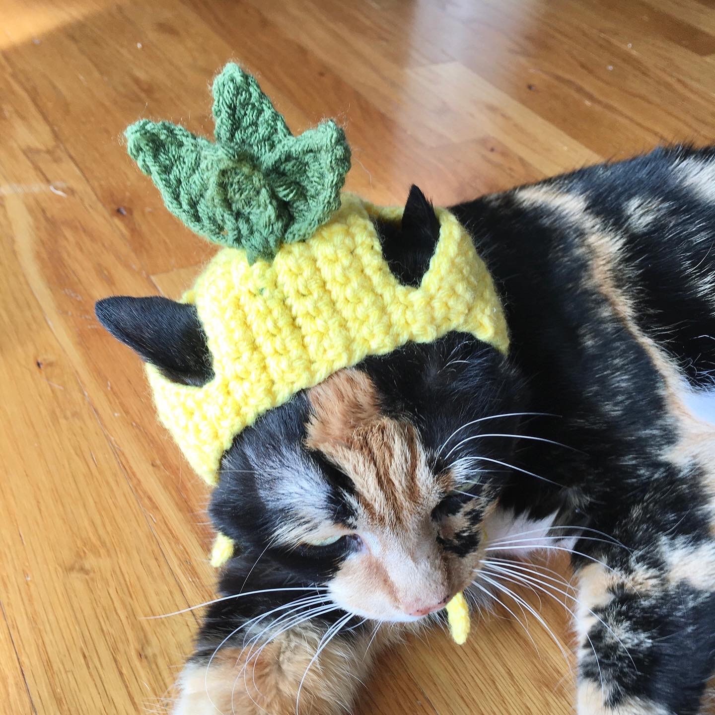 pineapple cat hat