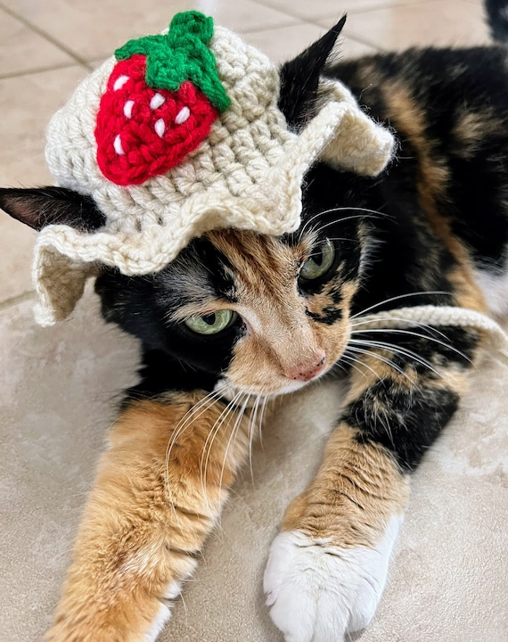 Cat clothing accessories hotsell