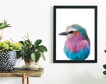 Eisvogel Portrait DIGITALER DOWNLOAD