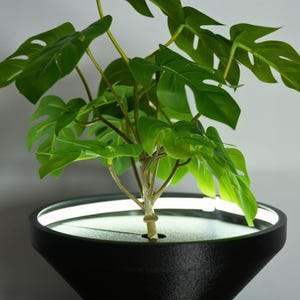 Könnte beinhalten: Eine künstliche Monstera-Pflanze mit leuchtend grünen, geteilten Blättern. Die Pflanze steht in einem schwarzen, konisch geformten Topf mit einem weißen Lichtring. Der Stiel der Pflanze ist hellbraun. Der Topf hat einen Durchmesser von ca. 30 cm.
