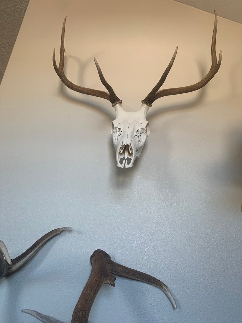 European Stag Elk Skull Mount Invisible Etsy