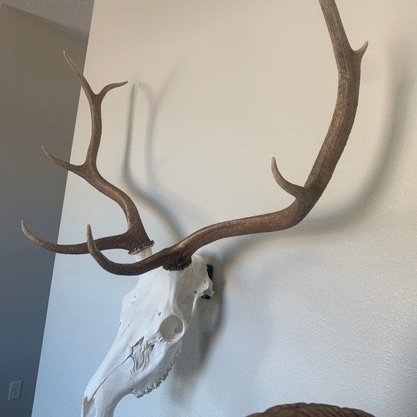 European stag Elk skull mount invisible