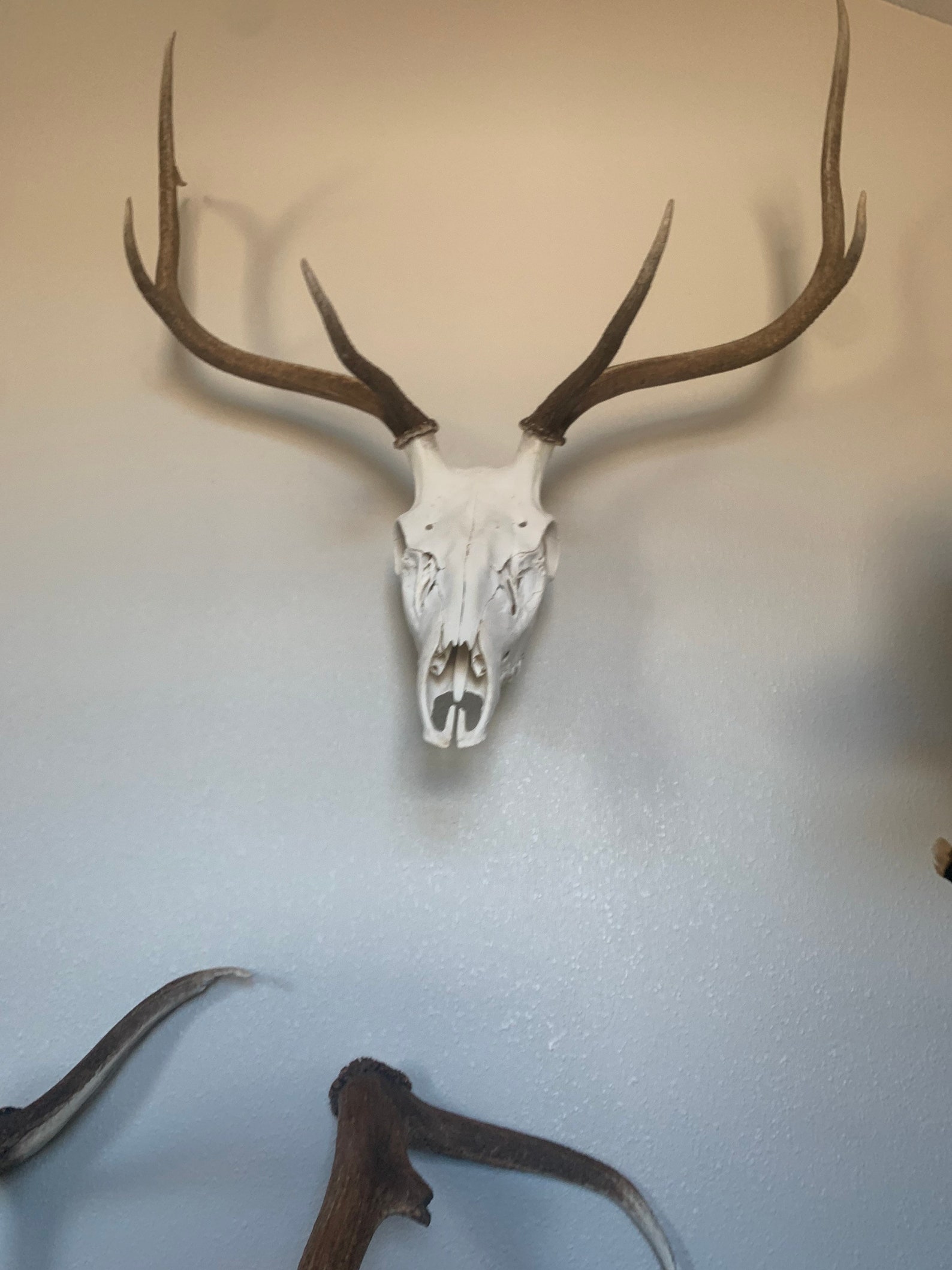 European Stag Elk Skull Mount Invisible Etsy