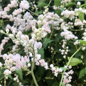 20+ Antigonon leptopus Seeds | White Mexican Creeper Seeds | White Coral Vine Seeds | Queen&#39;s Wreath | Easy To Grow