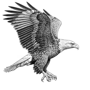 Bald Eagle Pencil Drawing: High-Resolution American Wildlife Art (Digital Download)