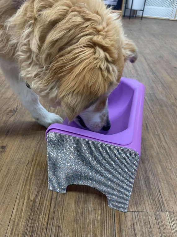 flat dog dish