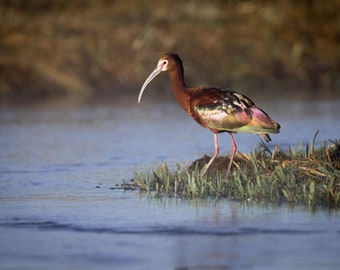 Weißgesichtiger Ibis Fotografie Druck: Grand Teton National Park