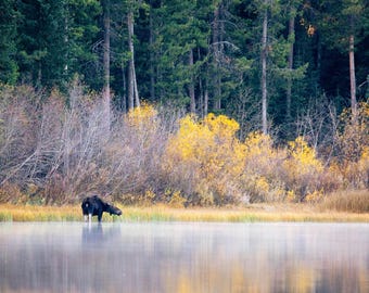 Foto van Moose on Two Ocean Lake: Grand Teton National Park Wildlife Art