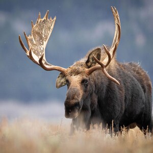 Large Bull Moose Wildlife Decor by Mike Cavaroc of Free Roaming Photography - 8&quot;x12&quot; to 24&quot;x36&quot; - Free Shipping