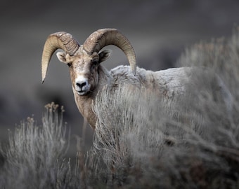 Bighorn Sheep Ram Photo Print: Wyoming Wildlife Decor